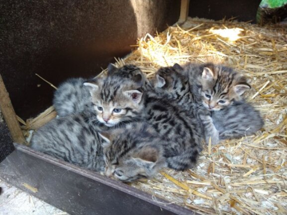 Die fünf Jungtiere der Europäischen Wildkatze im Wildgatter.