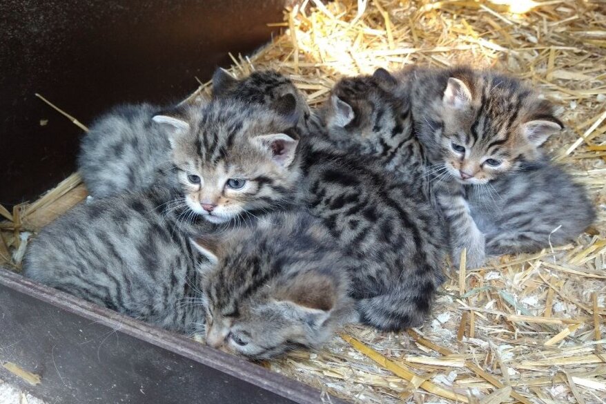 Wildkatzennachwuchs im Wildgatter des Tierpark Chemnitz - Die fünf Jungtiere der Europäischen Wildkatze im Wildgatter.