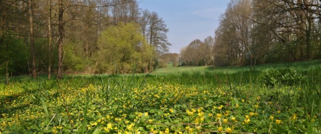 Frühling im idyllischen Hirschgrund in Oberlungwitz. In den nächsten Jahren ist eine Vielzahl von Naturschutzmaßnahmen geplant, um die Artenvielfalt der hier lebenden Pflanzen und Tiere zu vergrößern. 