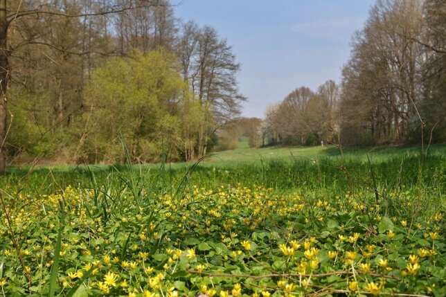 Frühling im idyllischen Hirschgrund in Oberlungwitz. In den nächsten Jahren ist eine Vielzahl von Naturschutzmaßnahmen geplant, um die Artenvielfalt der hier lebenden Pflanzen und Tiere zu vergrößern. 