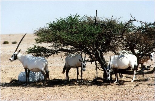 Wildschutzgebiet in Oman büßte als erstes Welterbetitel ein - Das Wildschutzgebiet der seltenen arabischen Oryx-Antilope in Oman war die erste Stätte, die von der Welterbeliste gestrichen wurde. Das Land hatte den Lebensraum des Tieres fast völlig vernichtet, um ungehindert Öl fördern zu können.