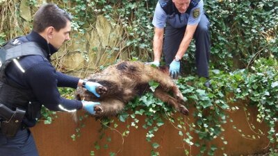 Wildschweine in der Chemnitzer Innenstadt: Tier greift Passanten an - 