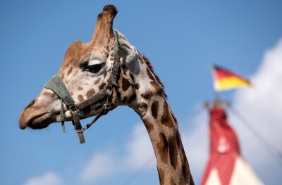 Wildtiere im Zirkus weiterhin erlaubt - Ausschuss lehnt Petition ab - 