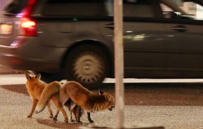Wildtiere in der Stadt: Possierlich, aber nicht ungefährlich - Diese Füchse leben in der Stadt und paaren sich dort auch, weil sie dort leicht an Futter kommen. Doch sie sind nicht ungefährlich, weil sie auch Krankheiten auf Haustiere und sogar auf Menschen übertragen können. 