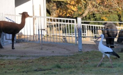 Winter-Storch stolziert jeden Tag durch das Alpaka-Gehege - Nachdem er sich bereits im Morgengrauen an der Futterküche auf dem Wirtschaftshof des Tierparks gestärkt hat, stolziert der Storch immer noch ein paar Runden durch das Alpakagehege. 