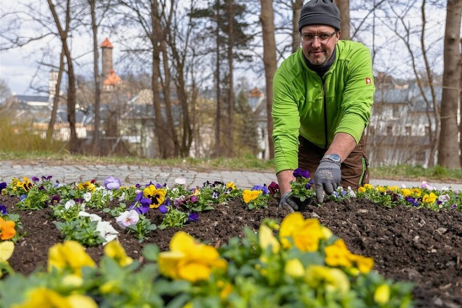 Marcus Möckel vom Auerbacher Stadtbauhof hat an Lauckners Kreuzung Stiefmütterchen gepflanzt.