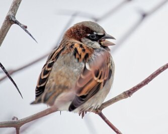 Wintervögel werden gezählt - 2022 hatte bei 176.000 zählenden Menschen der Haussperling den Schnabel vorn.