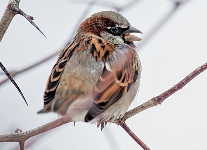 Wintervögel werden gezählt - 2022 hatte bei 176.000 zählenden Menschen der Haussperling (Foto) den Schnabel vorn.