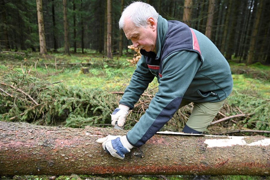 „Wir befürchten ein schlimmes Borkenkäferjahr“: Wettlauf mit dem Borkenkäfer im Vogtland - Revierförster Timo Hartwig bei einer Schälprobe an einem Fangbaum.