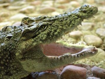 Wirbel um falsches Krokodil in Aue - 