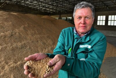 Wird Mittelsachsen zur Kornkammer? - Andreas Thurm lässt in einer Halle der Agrargenossenschaft Hainichen-Pappendorf Weizen durch seine Hände rieseln. Der Getreideberg hinter ihm ist für den Verkauf bestimmt.