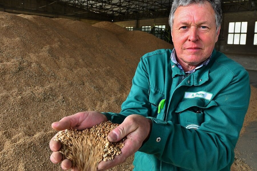 Andreas Thurm lässt in einer Halle der Agrargenossenschaft Hainichen-Pappendorf Weizen durch seine Hände rieseln. Der Getreideberg hinter ihm ist für den Verkauf bestimmt.