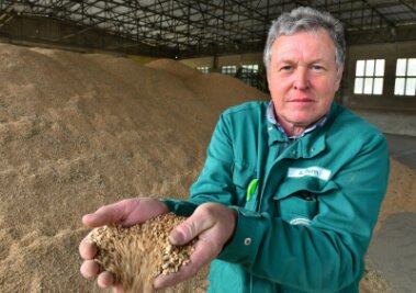 Wird Mittelsachsen zur Kornkammer? - Andreas Thurm lässt in einer Halle der Agrargenossenschaft Hainichen-Pappendorf Weizen durch seine Hände rieseln. Der Getreideberg hinter ihm ist für den Verkauf bestimmt. 