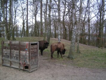 Wisentbulle verlässt den Tierpark Hirschfeld - 
