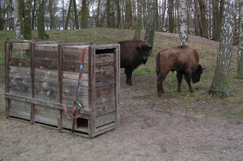 Wisentbulle verlässt den Tierpark Hirschfeld - 