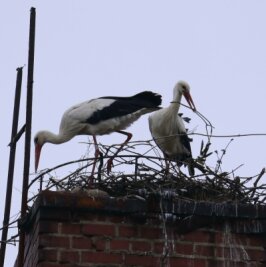Wo ein Waldvogel andern aufs Dach steigt - Erstmals haben sich Weißstörche auf einem Schornstein in Oberlichtenau niedergelassen. 