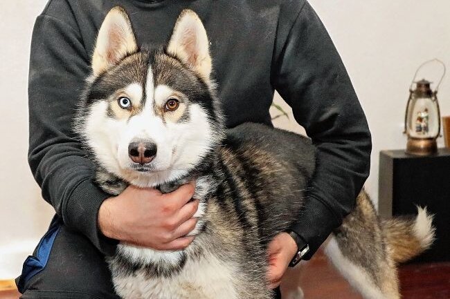 Wo ist Alaska? - Familie sucht weiter Hund - Mikhail Vetrov und Husky Nord hoffen, dass Alaska lebt.