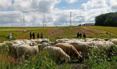 Wo Schafe unter Hochspannung grasen - Zwischen Pleißa und Wüstenbrand weiden jetzt Schafe unter Stromleitungen. 