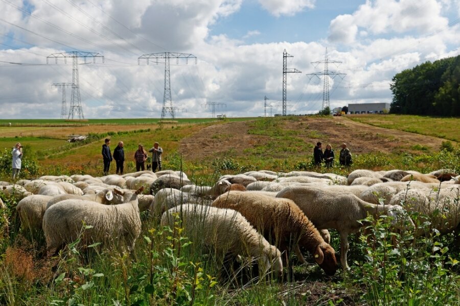 Zwischen Pleißa und Wüstenbrand weiden jetzt Schafe unter Stromleitungen. 