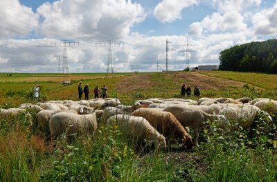 Wo Schafe unter Hochspannung ihren Job erledigen - Zwischen Pleißa und Wüstenbrand weiden jetzt Schafe unter Stromleitungen. 