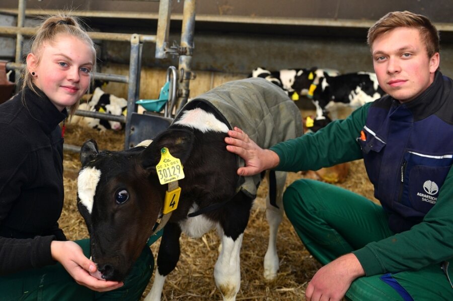 Wo schon "Miss Sachsen" gemolken wurde - Aimy Junghans und Rico Hainich im Kälberstall der Agrargenossenschaft in Cunnersdorf. Die 17-Jährige aus Bockendorf hat eine Lehre als Landwirtin begonnen. Rico ist als Sohn des Vorstandsvorsitzenden mit Landwirtschaft groß geworden und heute Leiter der Milchviehanlage.