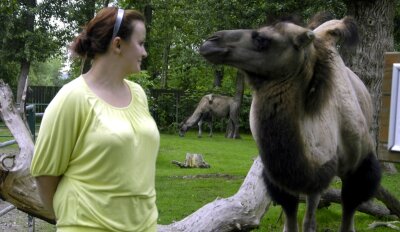 Kamel beschnuppert eine Besucherin im Tierpark Falkenstein