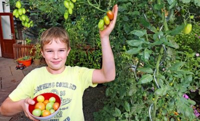 Wo Tomaten über dem Kopf wachsen - Der neunjährige Luis Luckner kümmert sich im heimischen Garten um die Tomaten. 