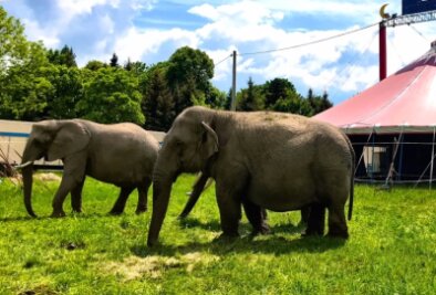 Wo Zirkus im Erzgebirge willkommen ist - und wo nicht - Wenn ein Zirkus exotische Tiere, wie hier Elefanten, dabei hat, darf er nicht überall im Erzgebirge gastieren. 