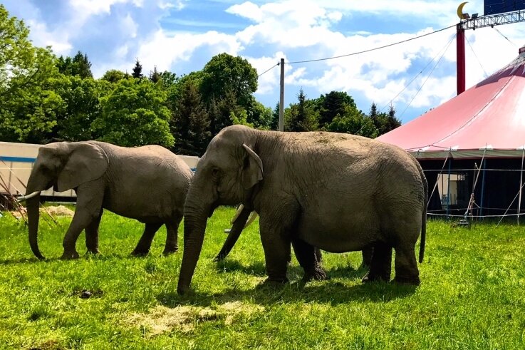 Wo Zirkus im Erzgebirge willkommen ist - und wo nicht - Wenn ein Zirkus exotische Tiere, wie hier Elefanten, dabei hat, darf er nicht überall im Erzgebirge gastieren. 