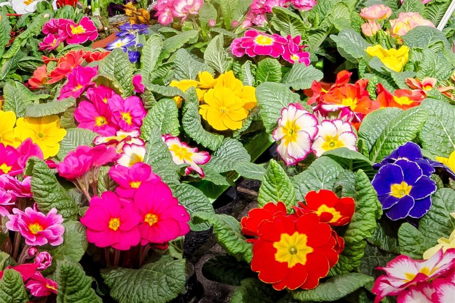Wochenmarktsaison in Olbernhau beginnt - Der Verkauf von Blumen ist ein fester Bestandteil der Wochenmärkte in Olbernhau.