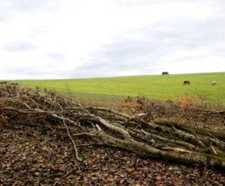 Wohin mit dem Windbruch? - An einem Waldrand in der Nähe von Lengenfeld hat der Sturm gleich mehrere Bäume auf ein Weizenfeld der Marienhöher Milchproduktion geworfen. 