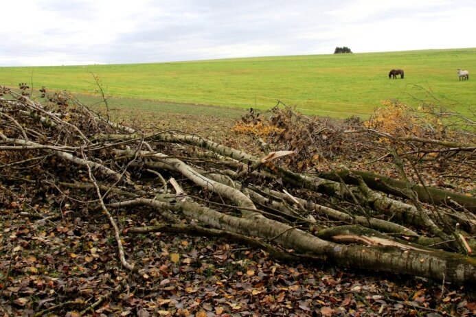 Wohin mit dem Windbruch? - An einem Waldrand in der Nähe von Lengenfeld hat der Sturm gleich mehrere Bäume auf ein Weizenfeld der Marienhöher Milchproduktion geworfen. 