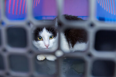 Wohnungsräumung: 18 Katzen nun im Tierheim - 