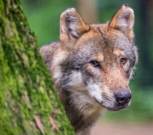 Wolf als Marathonläufer im Vogtland unterwegs - Bei dem Heinersgrüner Wolf muss es sich um ein stattliches Tier wie dieses gehandelt haben. 