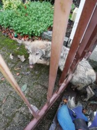 Der Wolfswelpe musste aus dem Zaun befreit werden.