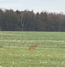 Wolf in Mittweidaer Region gesichtet - Dieser Schnappschuss eines Wolfes nahe Rossau gelang Jäger Thorsten Backhaus am 20. Dezember.