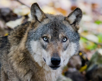 Wolf in Ostsachsen erschossen - 