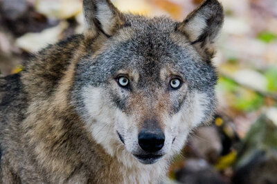 Wolf in Ostsachsen erschossen - 
