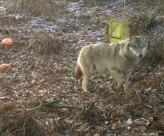 Wolf Pumpak darf leben - Wolf Pumpack aus dem Ruszow-Rudel tappte in Ostsachsen mehrfach in Fotofallen.