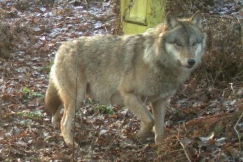 Wolf Pumpak darf leben - Wolf Pumpack aus dem Ruszow-Rudel tappte in Ostsachsen mehrfach in Fotofallen.