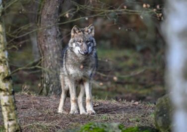 Wolf soll in Polen zwei Kinder angegriffen haben - 