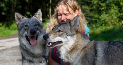 Wolfshunde finden in Tierheim ein wenig Ruhe und Liebe - Auf Tuchfühlung: Tierheimchefin Peggy Kreher glaubt, dass es sich bei den ein bis zwei Jahre alten Tieren um Geschwister handelt. 