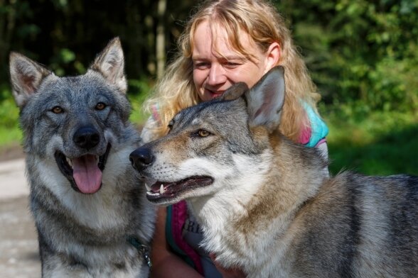 Wolfshunde finden in Tierheim ein wenig Ruhe und Liebe - Auf Tuchfühlung: Tierheimchefin Peggy Kreher glaubt, dass es sich bei den ein bis zwei Jahre alten Tieren um Geschwister handelt. 