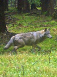 Der Rüde könnte sich bereits mit einem Weibchen vereint haben. Neue Spuren belegen, dass mit großer Wahrscheinlichkeit ein Wolfspaar in der Region unterwegs ist.
