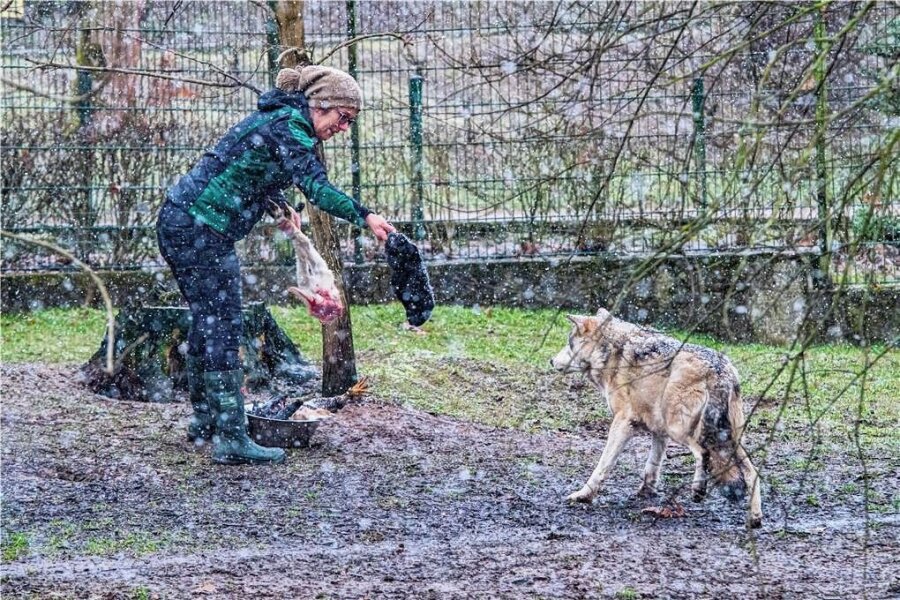 Wolfstag im Tierpark Hirschfeld - Zootierpflegerin Ulrike Rappehn bei der Fütterung.
