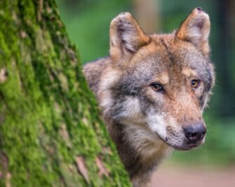 Wolfsübergriffe nehmen in der Freiberger Region zu: Wie schützt man seine Tiere am besten? - In Sachsen gab es zuletzt laut der Fachstelle Wolf 28 Rudel. Zu einem Rudel gehören meist fünf bis sechs Tiere. 