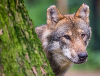 Wolfsübergriffe nehmen in der Region zu - In Sachsen gab es zuletzt laut der Fachstelle Wolf 28 Rudel. Auf tschechischer Seite sind zwei Rudel bestätigt. Zu einem Rudel gehören meist fünf bis sechs Tiere. 