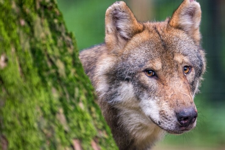 Wolfsübergriffe nehmen in der Region zu - In Sachsen gab es zuletzt laut der Fachstelle Wolf 28 Rudel. Auf tschechischer Seite sind zwei Rudel bestätigt. Zu einem Rudel gehören meist fünf bis sechs Tiere. 