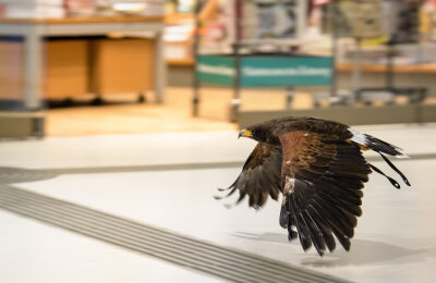 Wüstenbussard jagt Tauben in Münchner Einkaufspassage - Der Falkner Rau vertreibt mit seinen Raubvögeln Tauben aus öffentlichen Gebäuden.