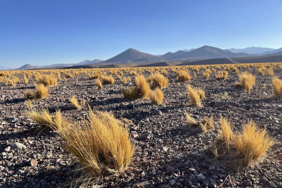 Wüstentrip und Wasserspaß: Die Atacama in Chile - Die Atacama ist eine der trockensten Gegenden der Welt. Was nicht bedeutet, dass es dort keine Pflanzen oder Tiere gäbe, die sich an die widrigen Bedingungen angepasst haben.
